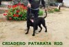 BAGGERA DE PATARATA RIO