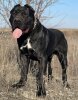 KABUL DE KING ZULU