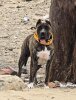 ATENEA DE JULIO ALVITES KENNELS