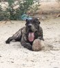 BARDINO DE JULIO ALVITES KENNEL'S