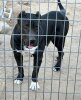 CANDELA DE PCRP KENNEL