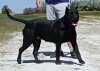 PERROS CANARIOS OROS GLEN
