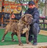 JESSY DE CASA COZMA KENNEL