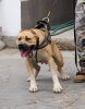 MIA CHAJLLA PERRO DE PRESA
