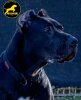 BANDIT DE PRYCAN BULL KENNEL