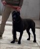 NERO SICILIA KENNEL