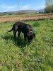 NEGRO SICILIA KENNEL