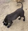 LEPA SICILIA KENNEL