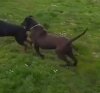 ROMEO SICILIA KENNEL