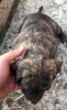 TIGRA SICILIA KENNEL