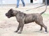 PANCHO PRESA CAN