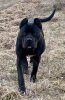 ATOS SICILIA KENNEL