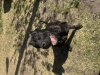 BAMA BUILT VENOM DE PRESA