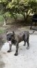 BRAVO KENNEL’S ZIGGY