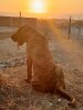 THANOS DE JULIO ALVITES KENNEL'S