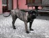 ARGONAUTE DOGOPOLIS