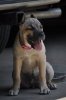 CADELA DOG PUR