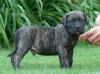 ARROJADO GUERRERO ACHILLES