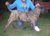 BOSS BULL CANARIO CLEO