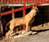 FAYA DE PERRO DE LA TIERRA