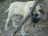 HAMMER DE PERRO DE LA TIERRA