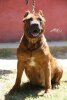 HATUN TIMDOGKENNEL