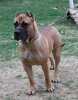 ROZA TIMDOGKENNEL