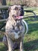 ORSON DE LEXA ESTATE GUARDIAN