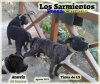TIRMA DE ISMAEL SANTIAGO