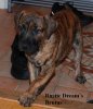 RUSTICDREAMS BRUTUS