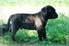 BOZ DE MANGO BULL