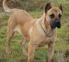 CARLA DE BARNACAN BULL