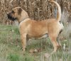 FANIA DE BARNACAN BULL