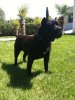 CANDELA DE BARNACAN BULL