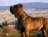 HECTOR