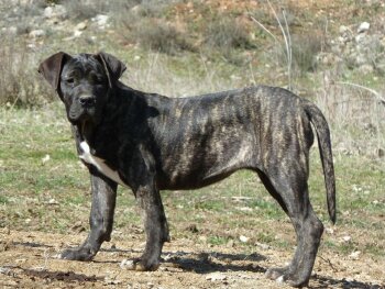 KOCA DEL RABIZAL