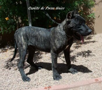 CARLITO DE PRESA UNICO