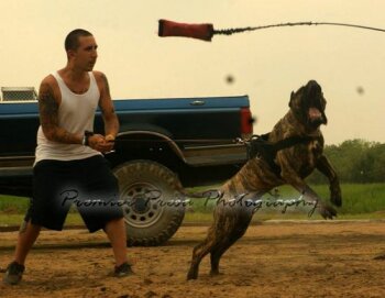 MID AMERICA K9 CEASER