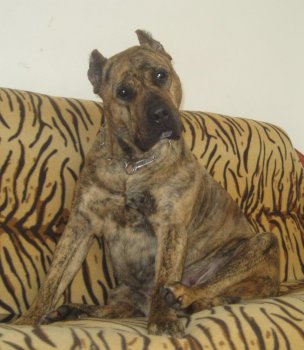 BERTHA DOG PUR