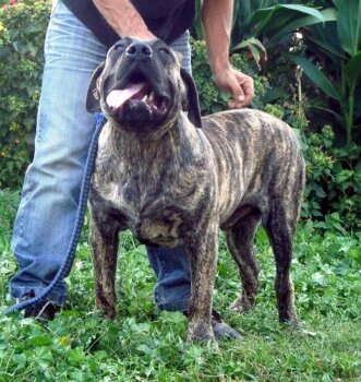 LOPEZ DI DRAGO CANARIO