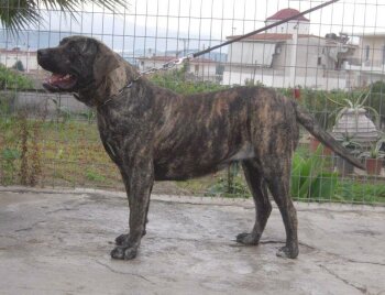 PENELOPE PROTECTION SPIRIT