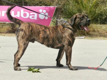 KENTAYROS DI DRAGO CANARIO