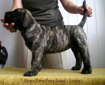 BIRMA PERRO PRESA GRAND