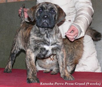 KATUSHA PERRO PRESA GRAND