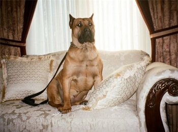 FOGA PERRO PRESA GRAND
