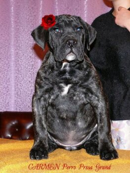 CARMEN PERRO PRESA GRAND