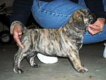 PRESA PERFECTION BUGATTI (PRINCESS)