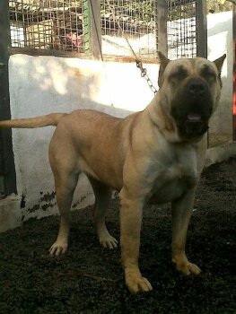 LEVITA DE TENEGUIA