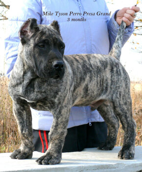 MIKE TYSON PERRO PRESA GRAND