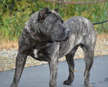 TWIN ZEUS DE MACHO GRANDE